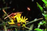 Fritillary butterfly