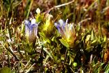Explorer's gentian, gentiana calycosa