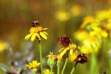 Checkerspot butterfly, Euphydras sp.