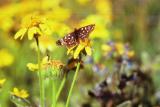 Checkerspot butterfly, Euphydras sp. on Arnica wildflower