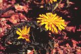 Hawksbeard, Crepis sp.