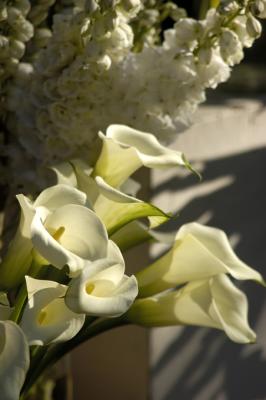 White Calla Lilys.jpg