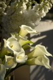 White Calla Lilys.jpg