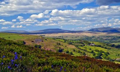 Bluebells, Berries and Beacons