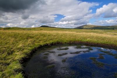 Carnau Gwynion
