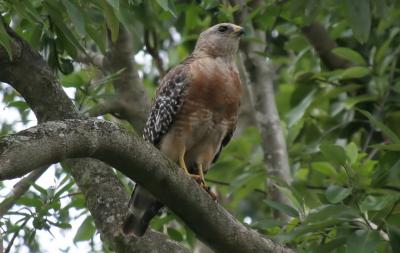 hawk2 July17.JPG