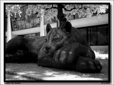 v3/15/291515/3/46212609.PantherCityPantherIR.jpg