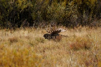 v3/15/291515/3/50528314.MooseHead.jpg