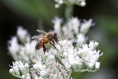 Pollinator