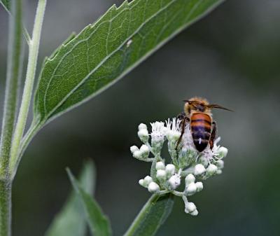 Bee's behind