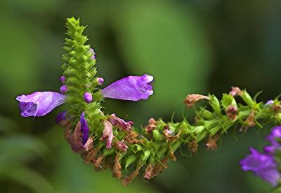 Obedient plant (filtered)
