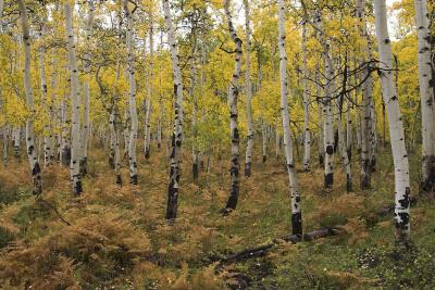 Aspen and ferns