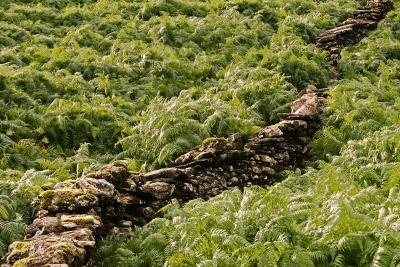 Wall & Ferns