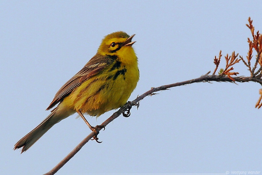Prairie Warbler <i>Dendroica Discolor</i>