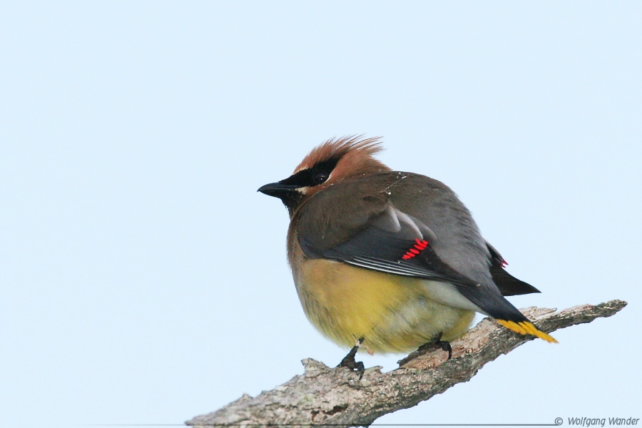 Cedar Waxwing <i>Bombycilla Cedrorum</i>