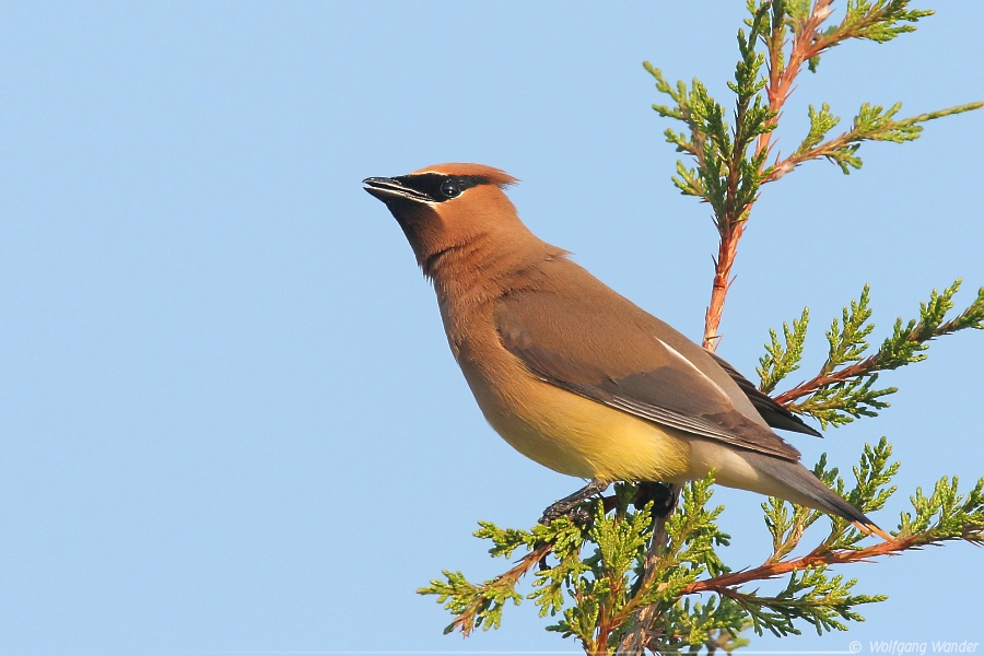 Cedar Waxwing <i>Bombycilla Cedrorum</i>