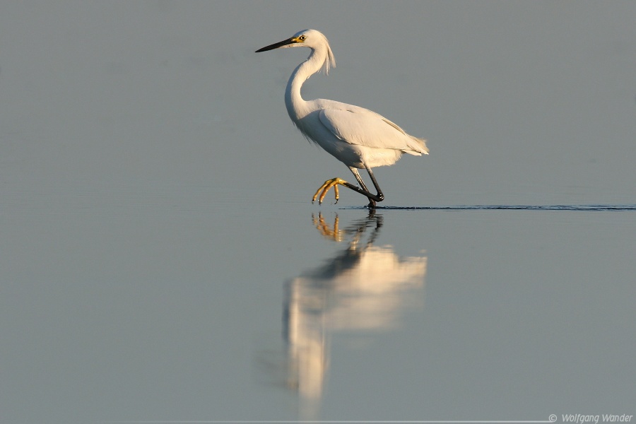 Snowy Egret <i>Egretta Thula</i>