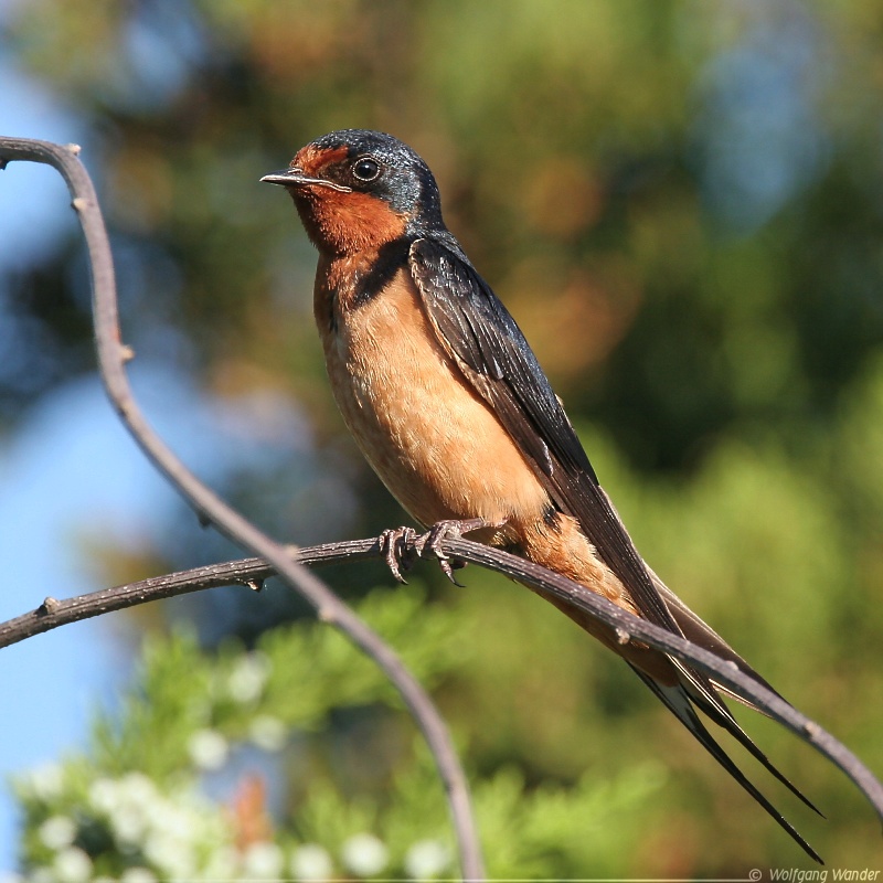 Barn Swallow <i>Hirundo Rustica</i>