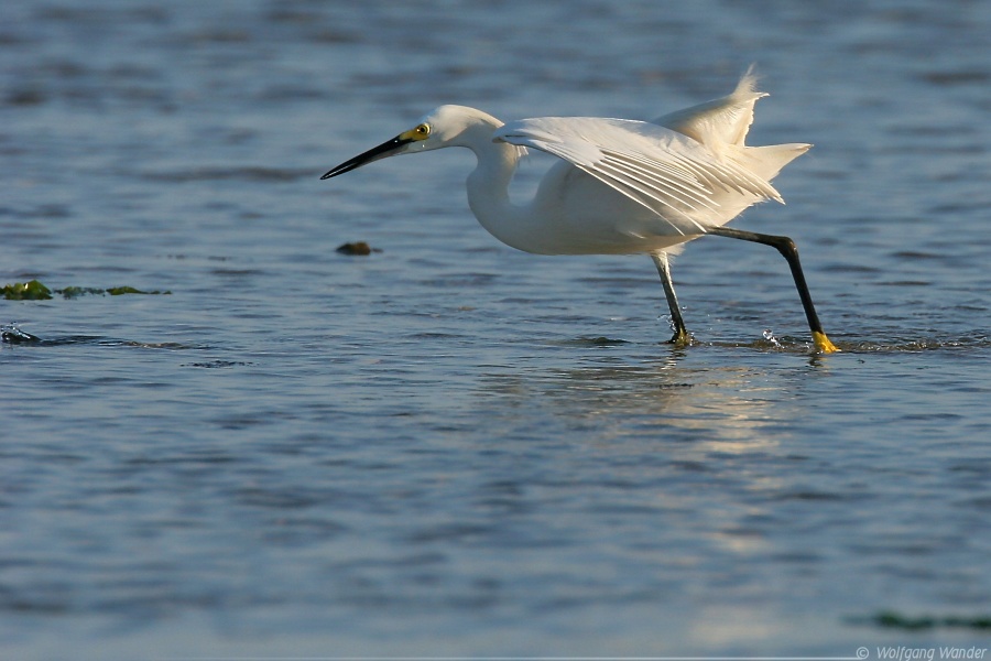 Snowy Egret <i>Egretta Thula</i>