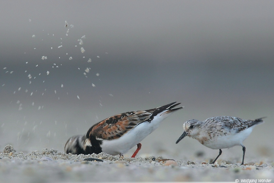 Ruddy Turnstone & Sanderling <i>Arenaria Interpres & Calidris Alba</i>