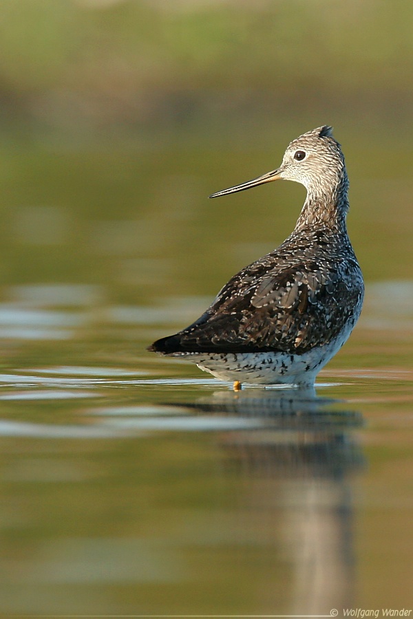 Lesser Yellowlegs <i>Tringa Flavipes</i>