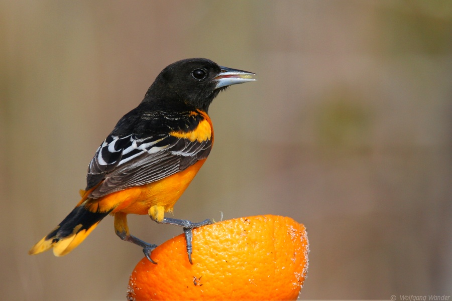 Baltimore Oriole <i>Icterus Galbula</i>