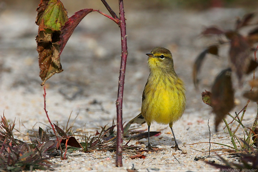 Palm Warbler <i>Dendroica Palmarum</i>