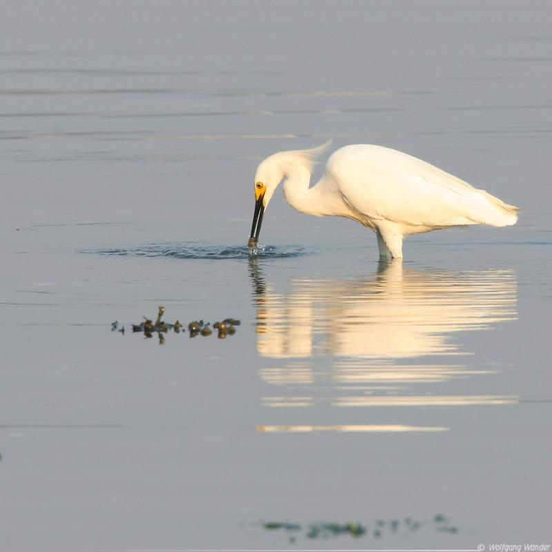 Snowy Egret <i>Egretta Thula</i>