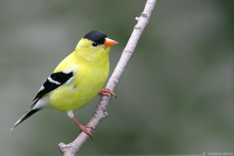 American Goldfinch <i>Carduelis Tristis</i>