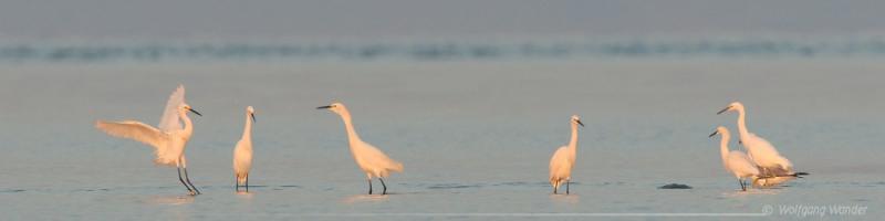 Snowy Egrets <i>Egretta Thula</i>