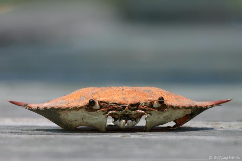 Crab Cake