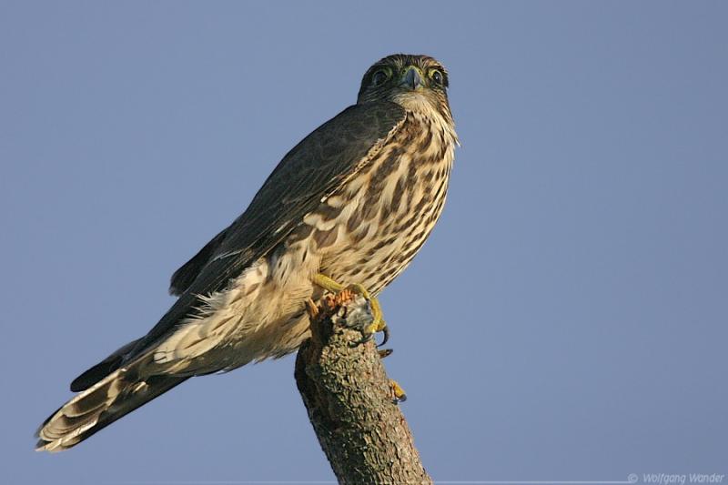 Merlin <i>Falco Columbarius</i>
