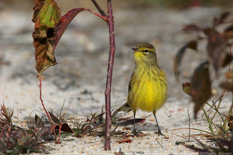 Palm Warbler <i>Dendroica Palmarum</i>
