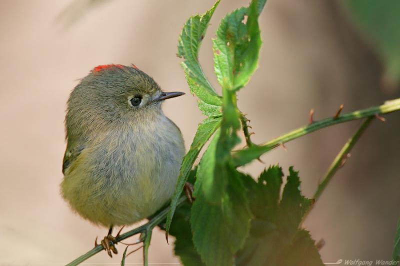Ruby Crowned Kinglet <i>Regulus Calendula</i>