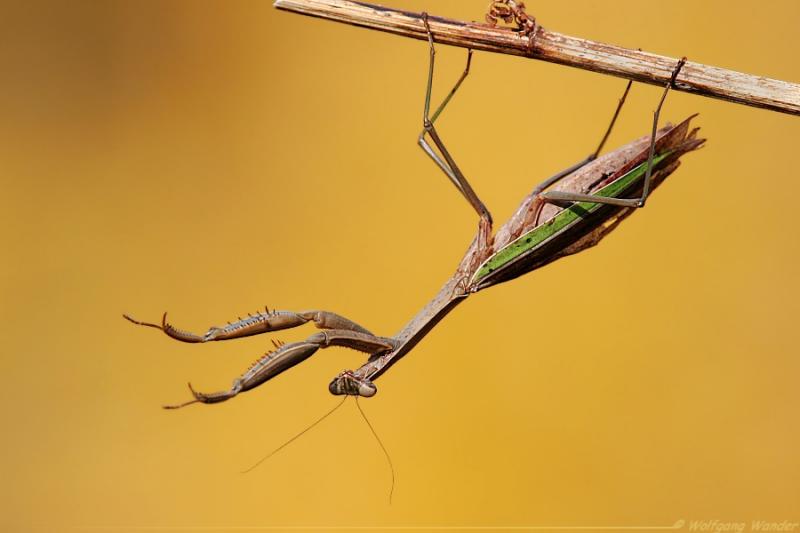 Praying Mantis