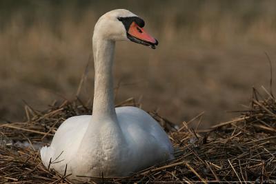 Mute Swan, breeding Cygnus Olor