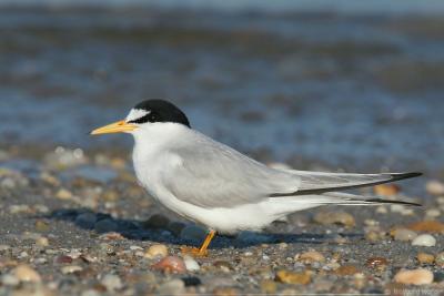 Least Tern Sterna Antillarum