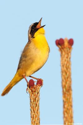 Common Yellowthroat Geothlypis Trichas