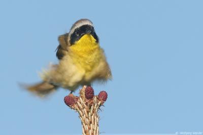 Common Yellowthroat Geothlypis Trichas