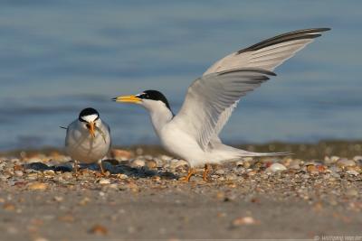 Least Tern <i>Sterna Antillarum</i>