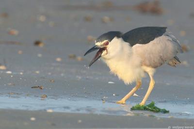 Black-Crowned Night-Heron Nycticorax Nycticorax