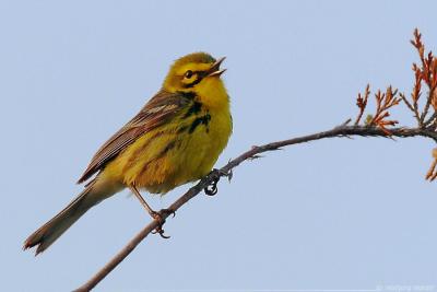 Prairie Warbler Dendroica Discolor