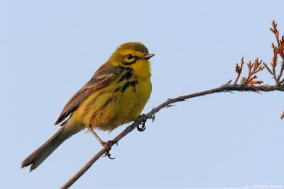 Prairie Warbler Dendroica Discolor