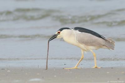 Black-Crowned Night-Heron Nycticorax Nycticorax