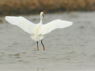 Snowy Egret Egretta Thula