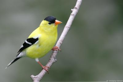 American Goldfinch Carduelis Tristis