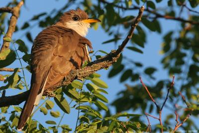 Yellow-Billed Cuckoo Coccyzus Americanus