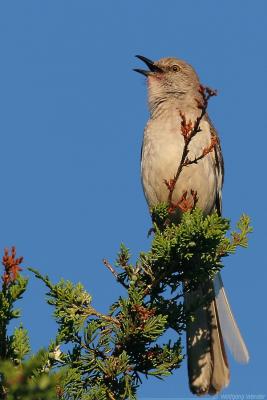 Northern Mockingbird <i>Mimus Polyglottos</i>