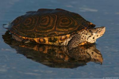 Diamondback Terrapin <i>Malaclemys Terrapin</i>