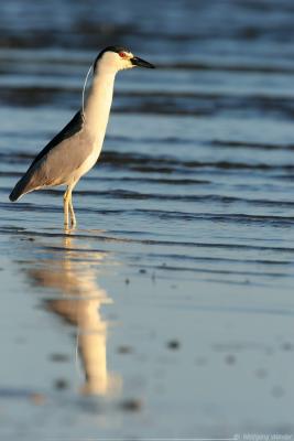 Black-Crowned Night-Heron Nycticorax Nycticorax